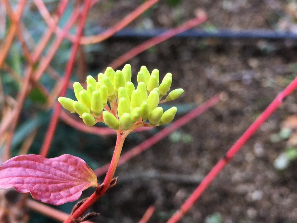 花より枝 のサンゴミズキ 再びの模索と解明