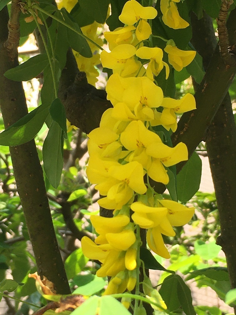 キングサリの花 再びの模索と解明