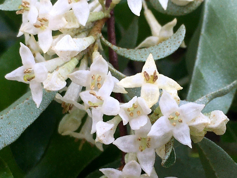 アキグミの花 再びの模索と解明 アキグミの花 再びの模索と解明