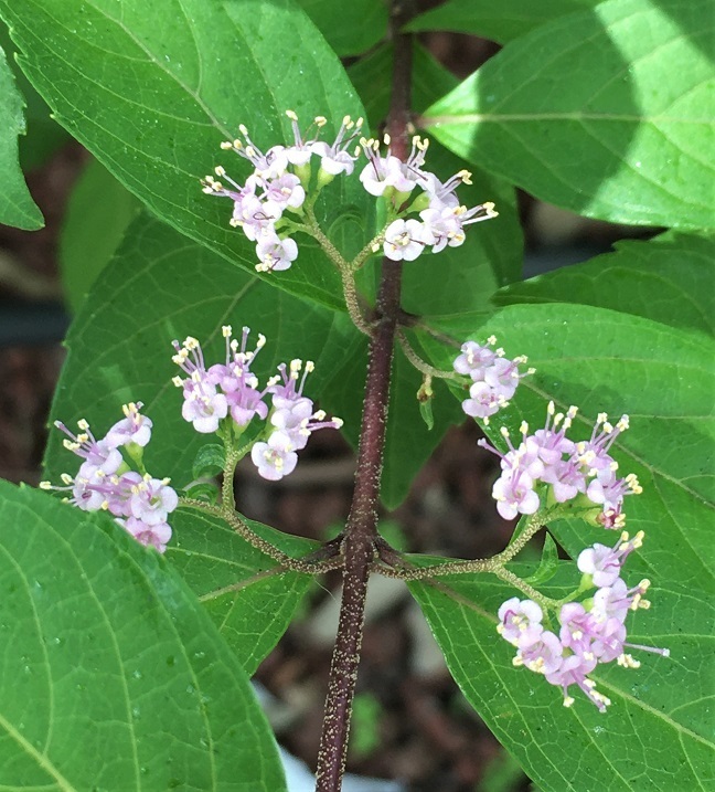 コムラサキの花 再びの模索と解明