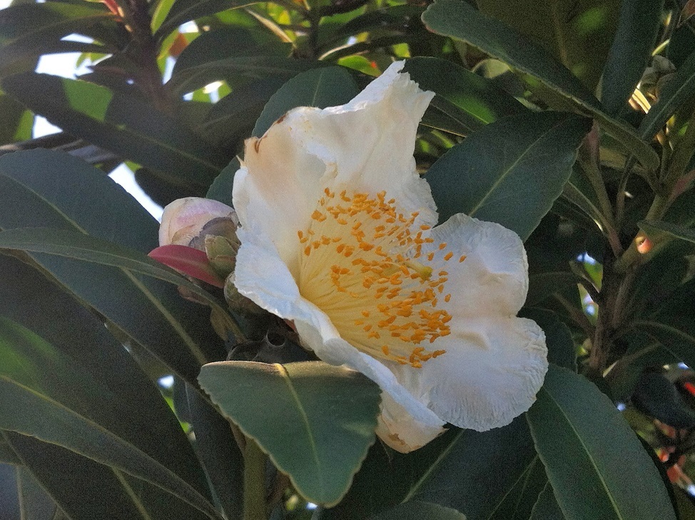 台湾椿の白い花 再びの模索と解明